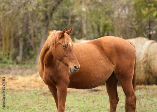  Purebred horse posing for cameras on rural animal farm