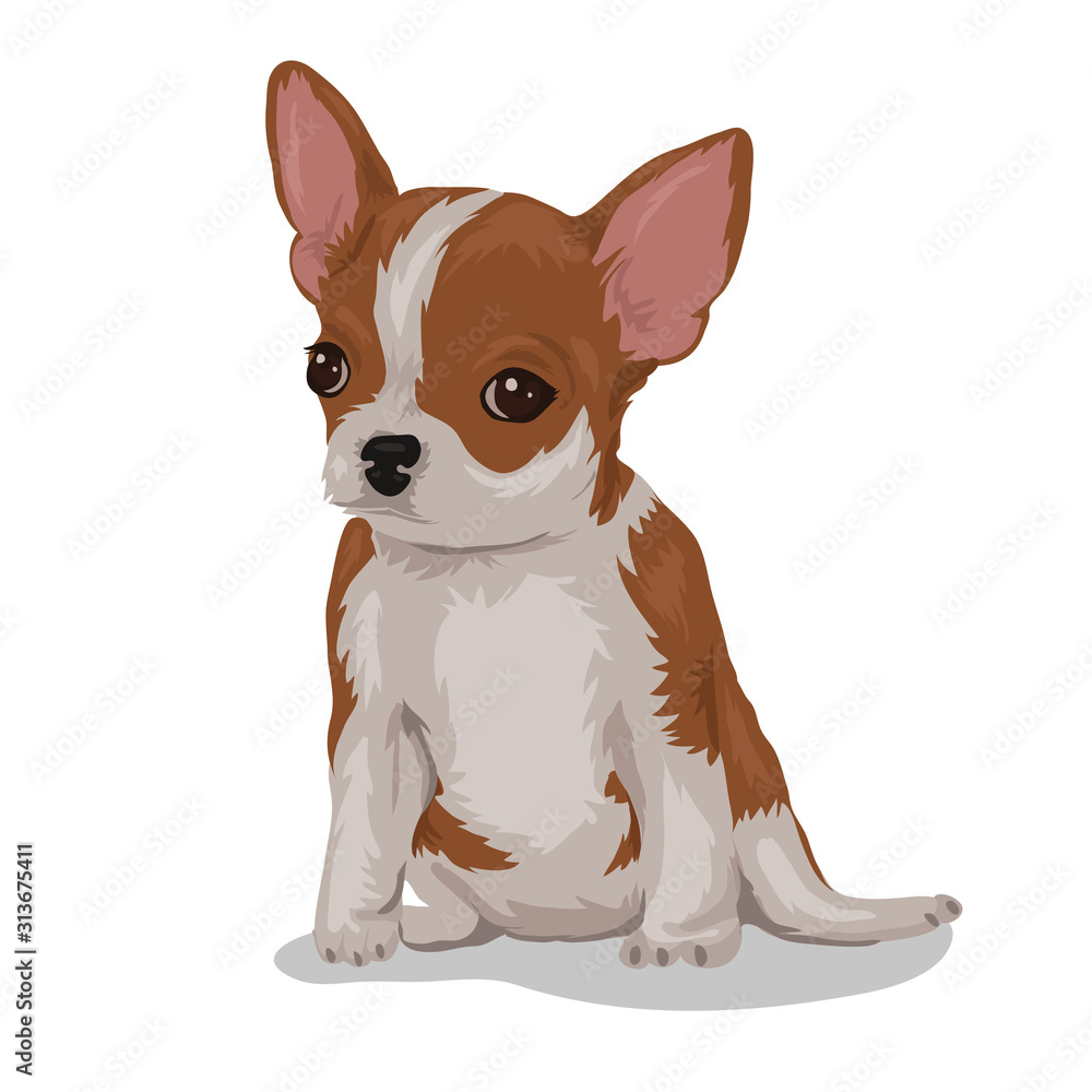 chihuahua dog isolated at the white background