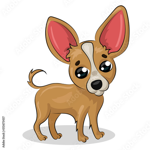 chihuahua dog isolated at the white background