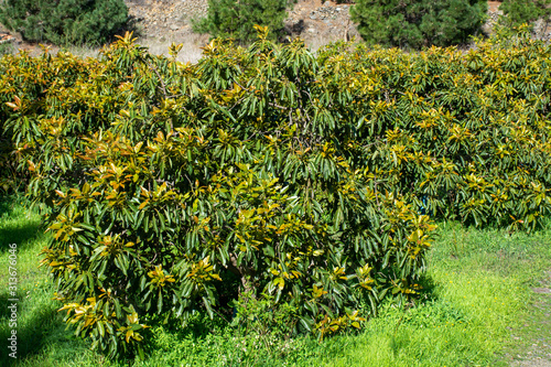 Cultivaion of healthy avocado fruits on La Palma island, Canary islands in Spain, young avocado trees growing on plantations in mountains photo