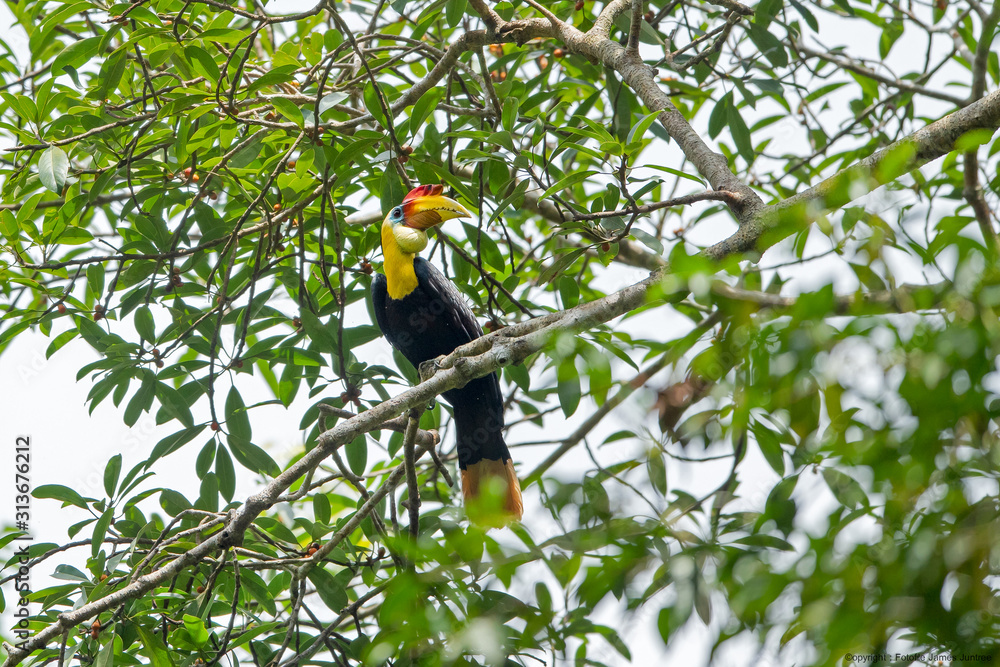 Fototapeta premium The Wrinkled Hornbill