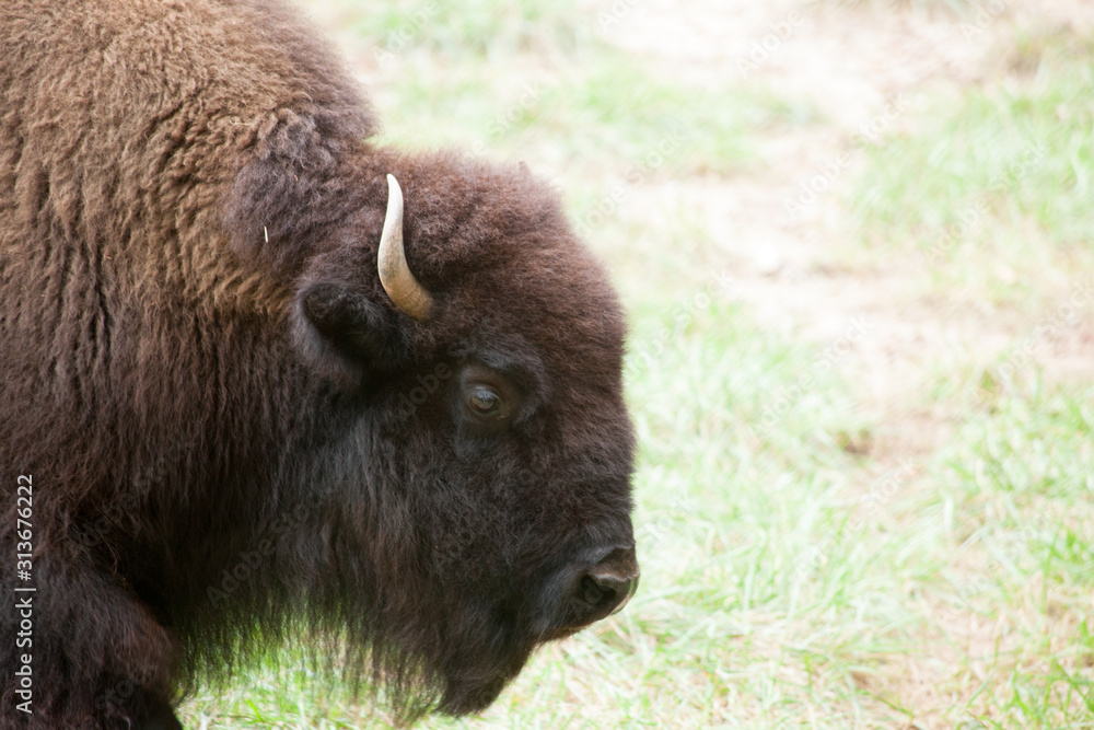 Buffalo in a field of grass Buffalo in a field of grass