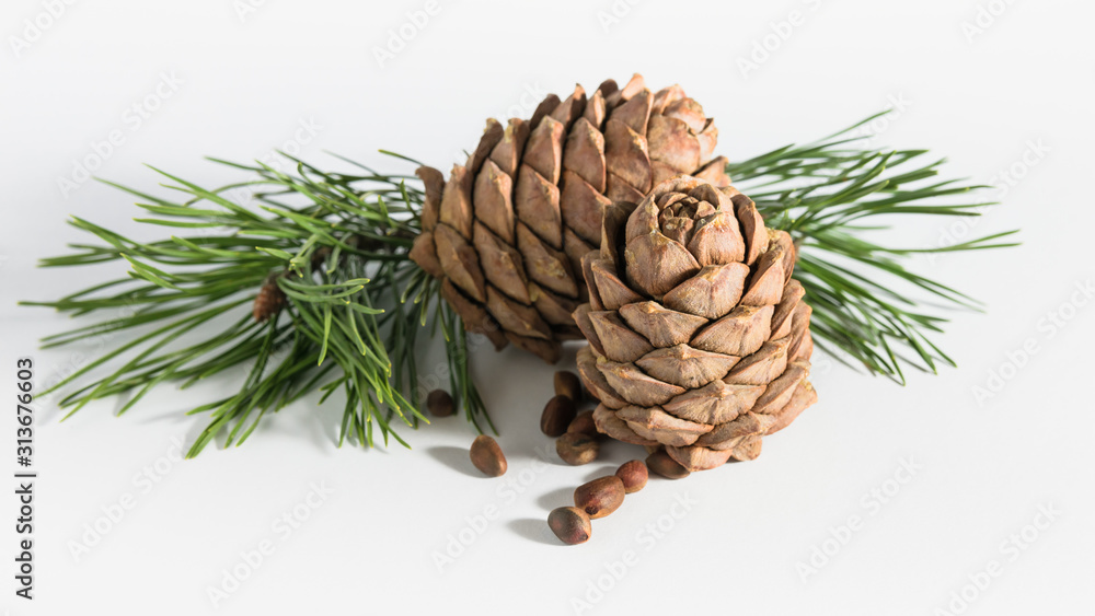 Fototapeta premium close-up, isolate cedar cones with branches and nuts