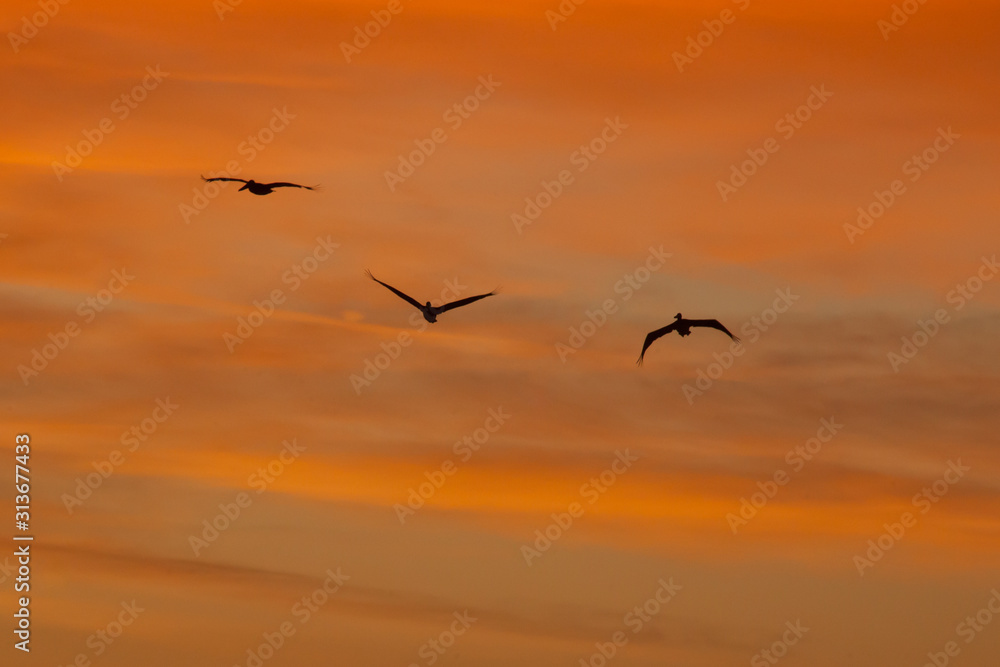 Birds flying in the sunrise sky