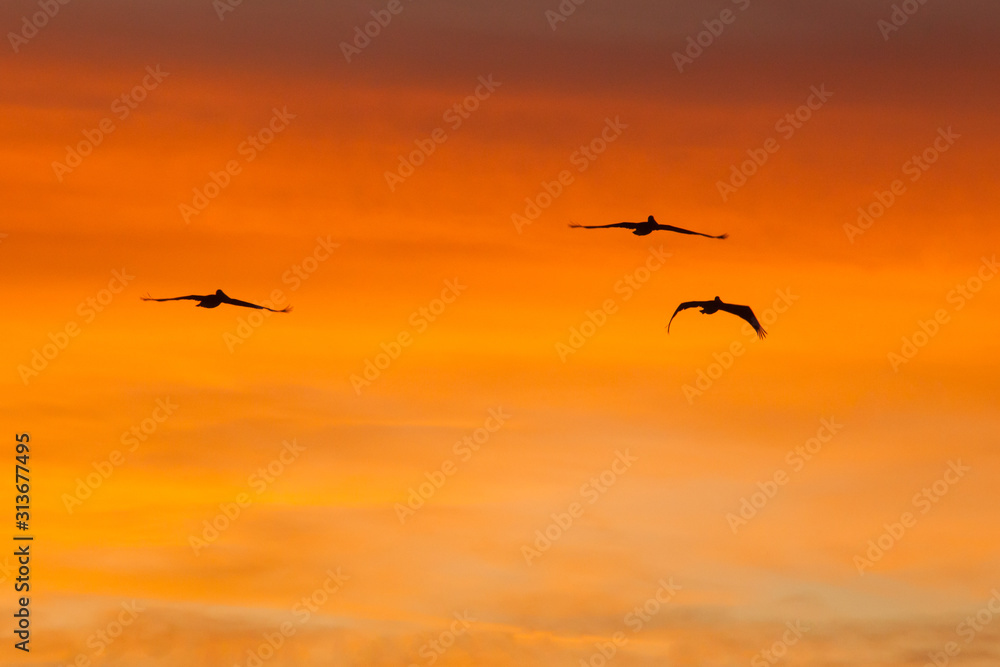 Birds flying in the sunrise sky
