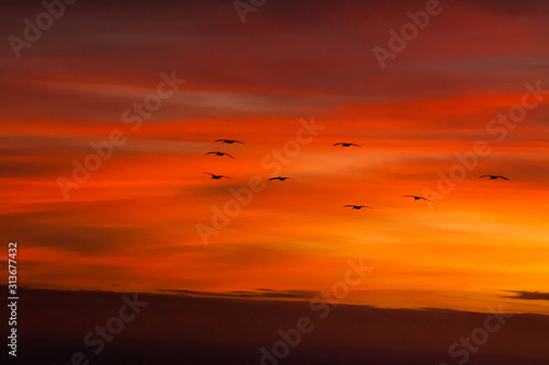 Birds flying in the sunrise sky © Allen Penton
