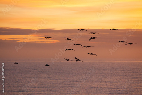 Birds flying in the sunrise sky