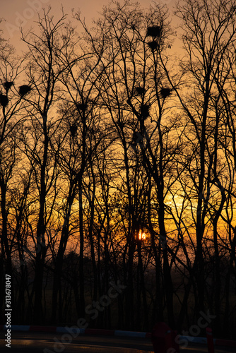 Pastel colors in the evening sky. Incredible warm yellows and oranges of the sky among the black tree trunks.
