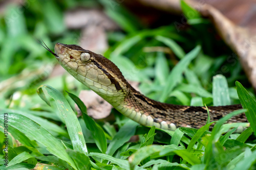 Highly Venomous Fer-de-lance (Terciopelo) Snake from Costa Rica