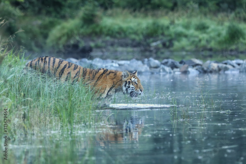 Siberian tiger is a Panthera tigris population in the Far East