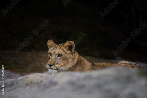 Young lioness cube lying down . Panthera leo. Lion kitten relaxing