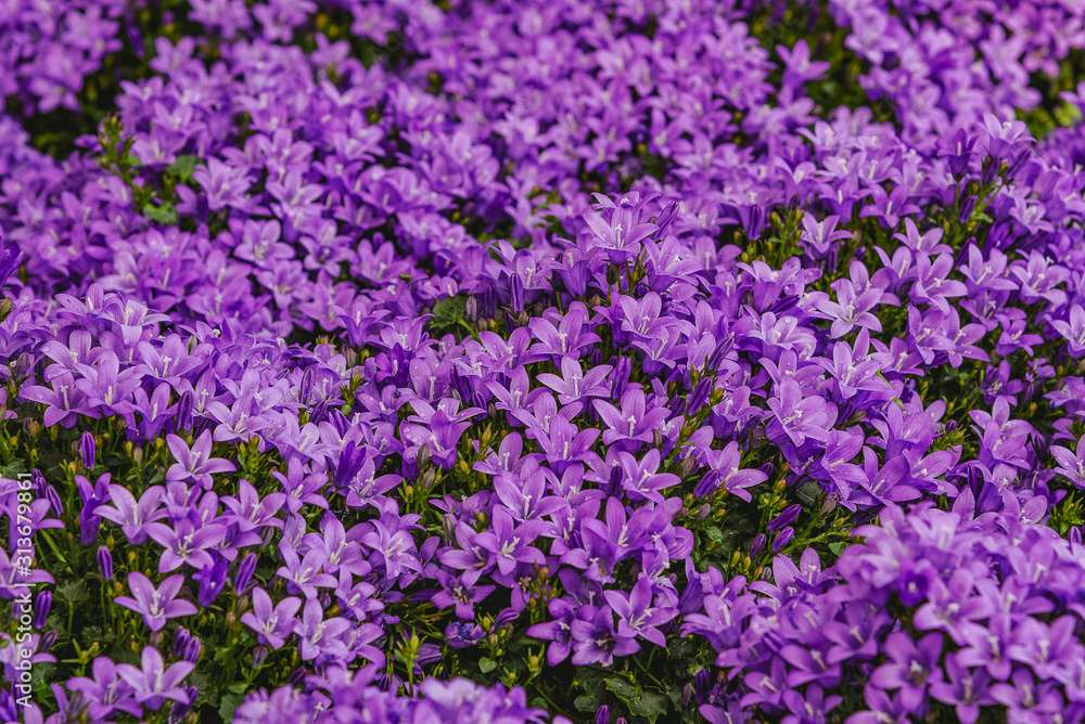 Violet Campanula muralis. Flowers for gardens, parks, balkon, terrasse