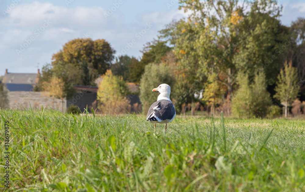 Seagull landed in a field in Brittany Seagull landed in a field in Brittany