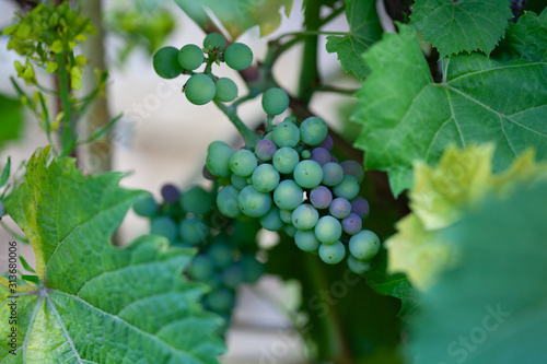 Grapes on a grapevine in my garden.