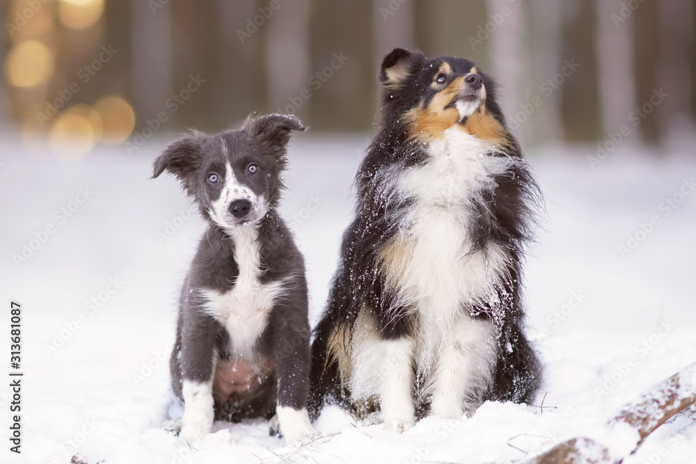 Border collie blue tricolor cheap