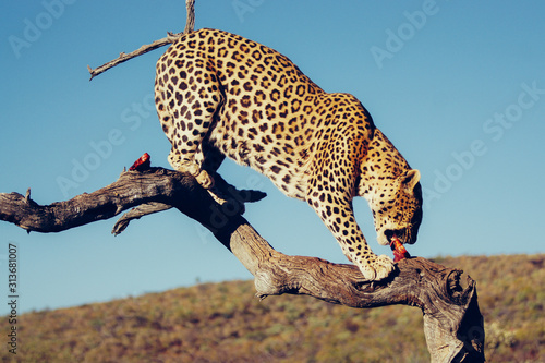 leopard eating meat on tree branch