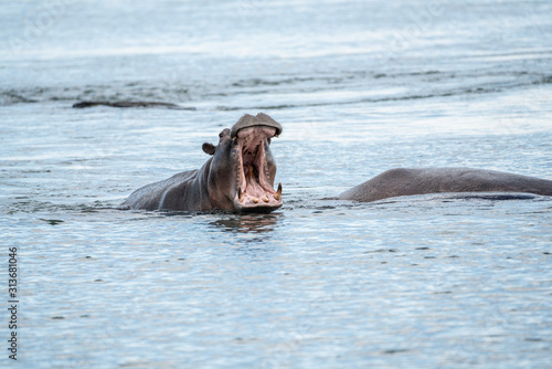 Hippopotamus who's showing his anger carves while enjoying the river.