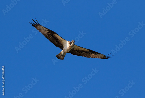 Ospray  Pandion haliatus   Flying in Blue Sky  Galveston  Texas  USA