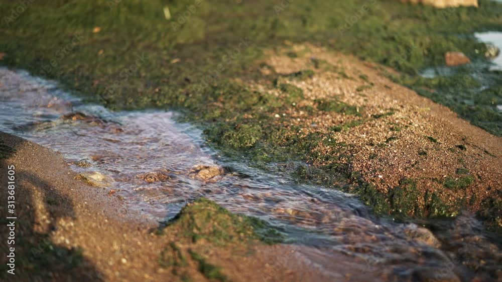 Gimbal shot marco shot close up of small water flow and green slime with stones in autumn time. A brook rill with yellow leaves and grass in autumn daylight