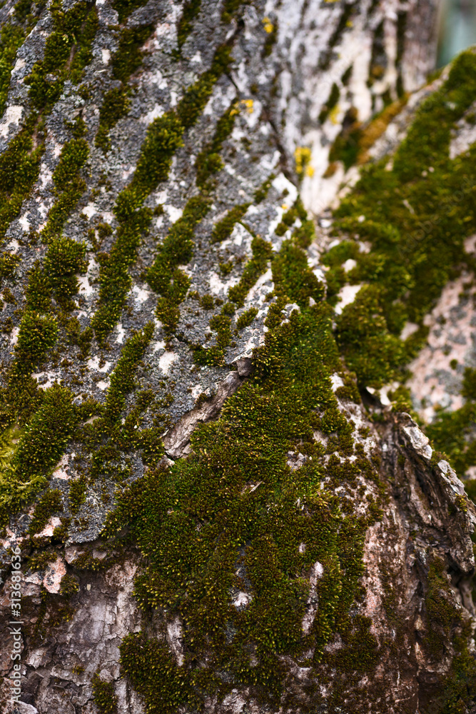 Green moss on walnut bark closeup. Stock photo of walnut tree bark and forest green moss. Green moss on walnut bark closeup. Stock photo of walnut tree bark and forest green moss.