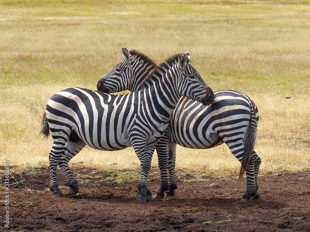 Naklejka premium Zebra Couple near a waterhole Tarangire National Park Tanzania Africa