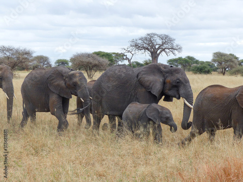 African herd of elephants and bull elephant Landscape inside the Ngorongoro Conservation Area National Park Tanzania Africa