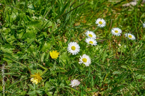 SUISSE-VIEW Photography