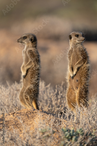 Meerkat