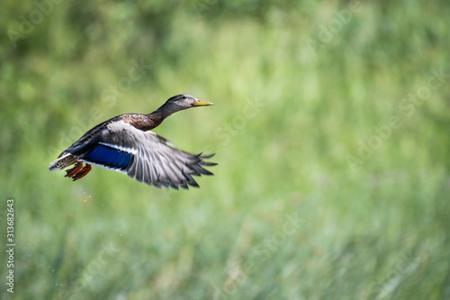 Mallard taking flight from a marsh in the St. Lawrence River
