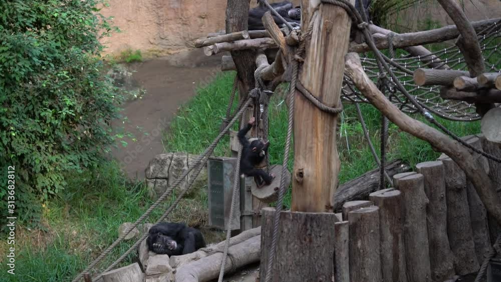 Chimpanzees in a zoo Chimpanzees in a zoo