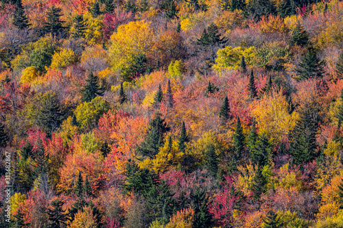 Aerial view of a colorful autumn forest.