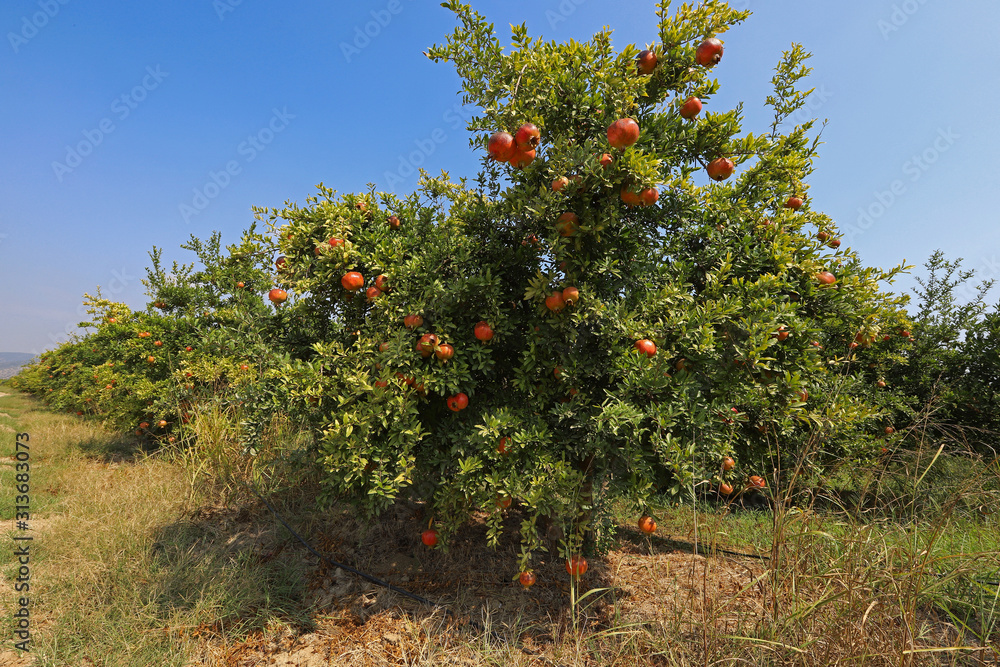 Pomegranate orchard in Selçuk / İzmir and red pomegranates that have begun to ripen. Pomegranate orchard in Selçuk / İzmir and red pomegranates that have begun to ripen.