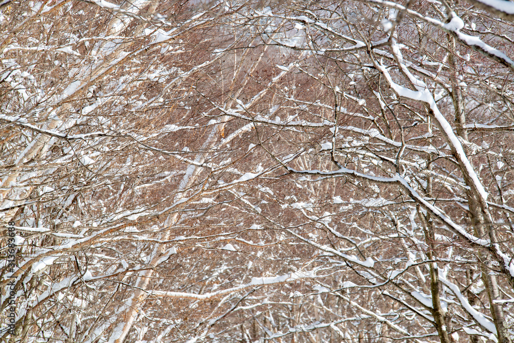 Obraz premium 木々に積もる雪 冬の森林
