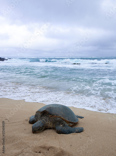 Green sea turtle blue water and blue sky