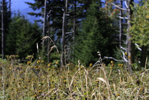 Tall Grass Trees and Mountains