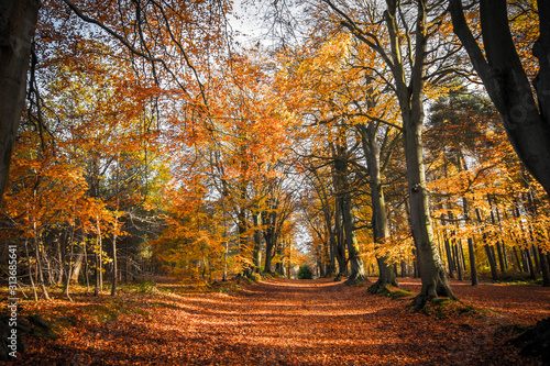 Autumn Trees