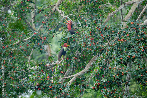 The helmeted hornbill(Rhinoplax vigil) photo