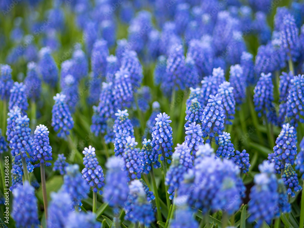 Blue Scilla Flowers (scilla Siberica) Or Siberian Squill. First Spring Flowers in city park. Blue Scilla Flowers (scilla Siberica) Or Siberian Squill. First Spring Flowers in city park.
