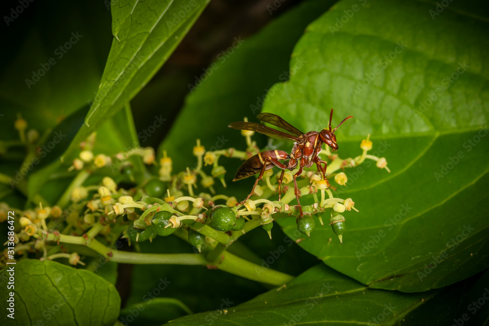 Red wasp working on small flower buds, side view Red wasp working on small flower buds, side view