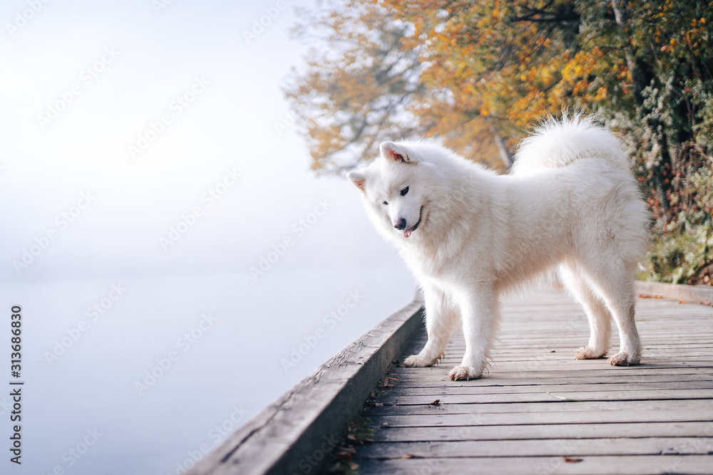 Tableau sur toile Samoyed at the lake