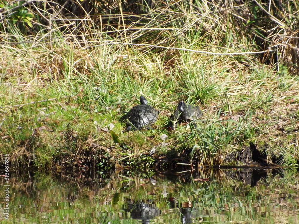 turtles in by the water turtles in by the water