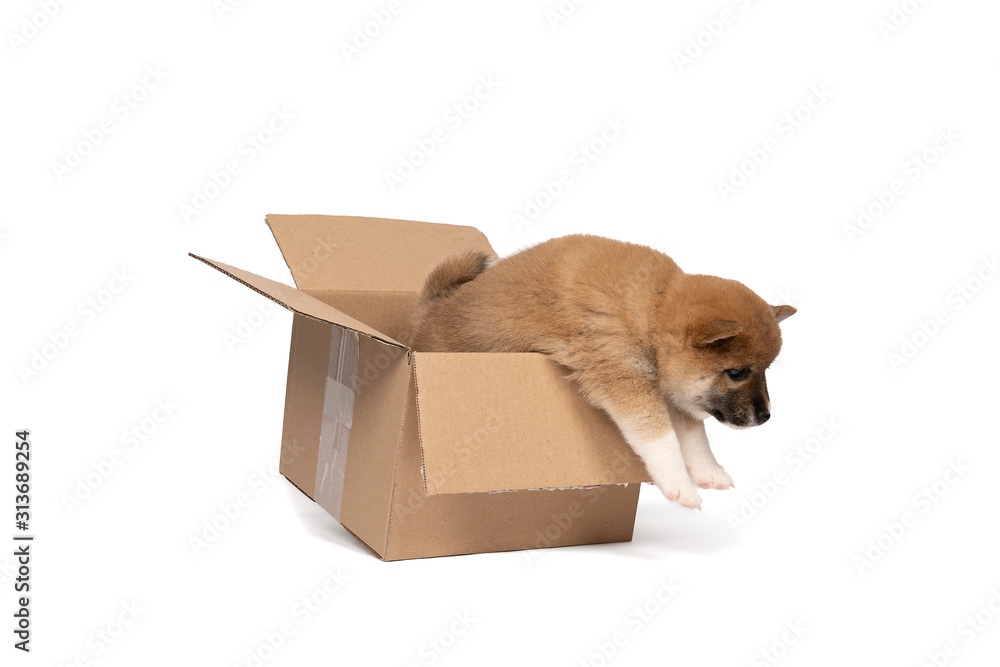 Shiba Inu puppy sitting in a cardboard box isolated in a white background