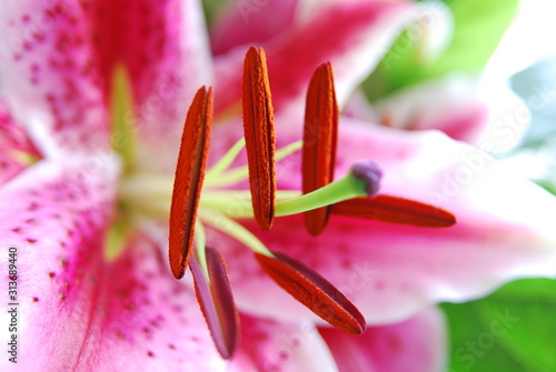 Stamens and Pistil of Lily