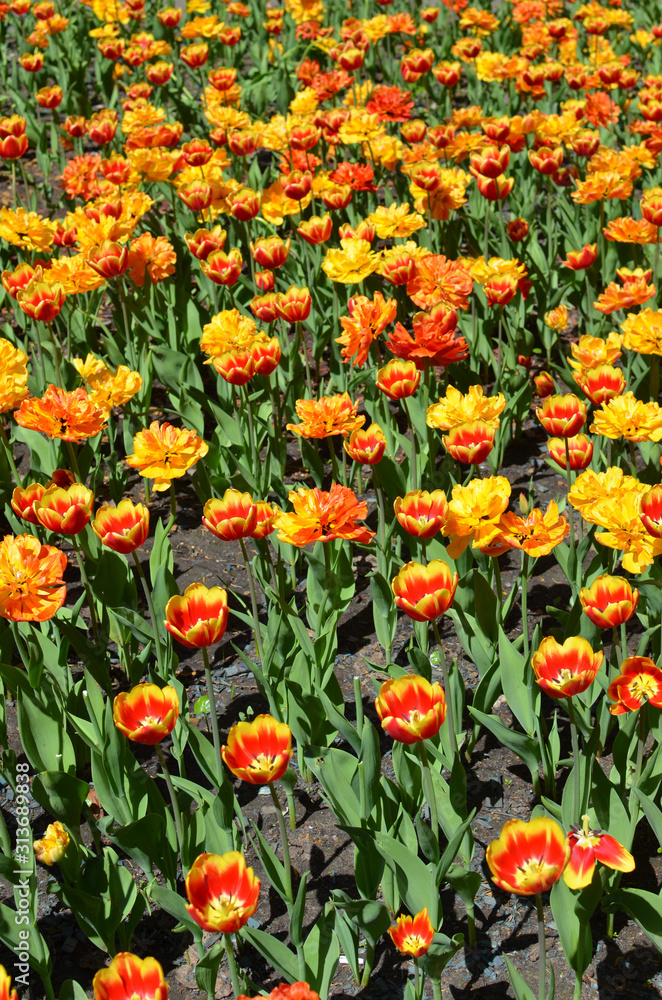Bright yellow and red tulips on sunny spring day in Moscow - tulips field, flower bed, vertical image 