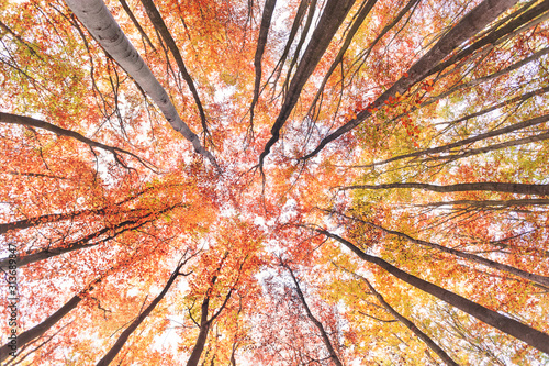 Colorful autumn forest with warm colors. Bottom view