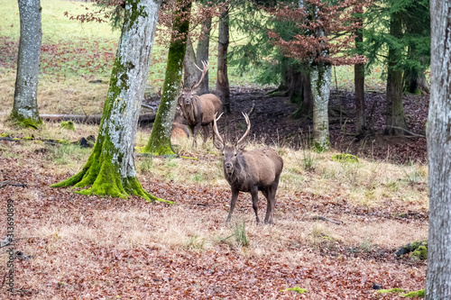 stag in the forest