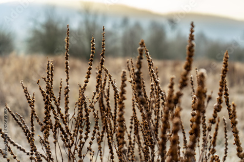 close up of corn plant in winter and frost with blurred background - sepia