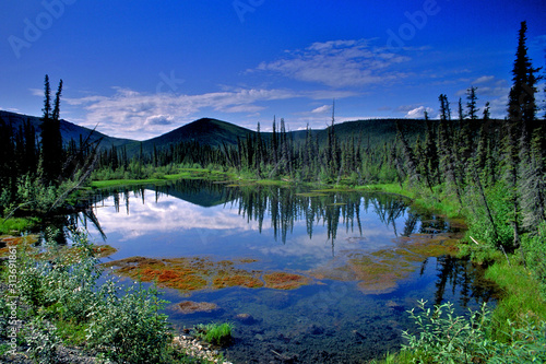 Reflection of miniature forest in bog, Dempster Highway, Yukon Territory, Canada photo