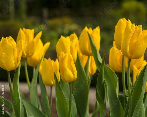 Yellow Tulip Patch