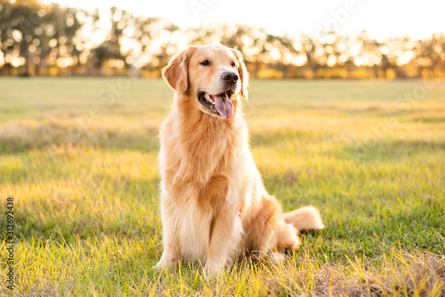 Fototapeta Golden Retriever dog enjoying outdoors at a large grass field at sunset, beautif